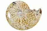 Polished Ammonite (Cleoniceras) Fossil - Madagascar #358412-1